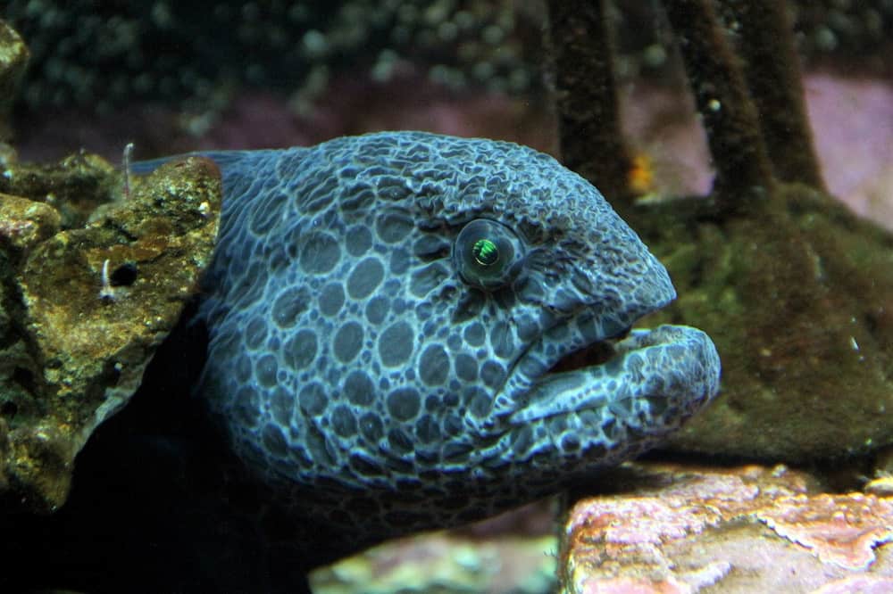 wolf eel scary